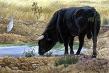 20060508104218-bebedor.jpg