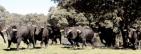 20060508104341-emrmanados.jpg