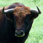 Tierra De Toros
