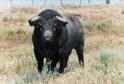 Toro de Victorino
