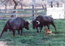 Toros Peleandose