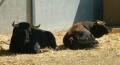 Toros en Corraletas