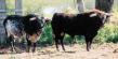 Toros en el Campo