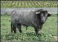 Toros Catalanes