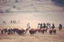 Toros en la Finca
