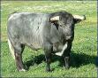 Toro