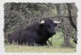 Toro tumbado